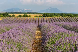Lavender field near Saint Jurs, Provence, France
